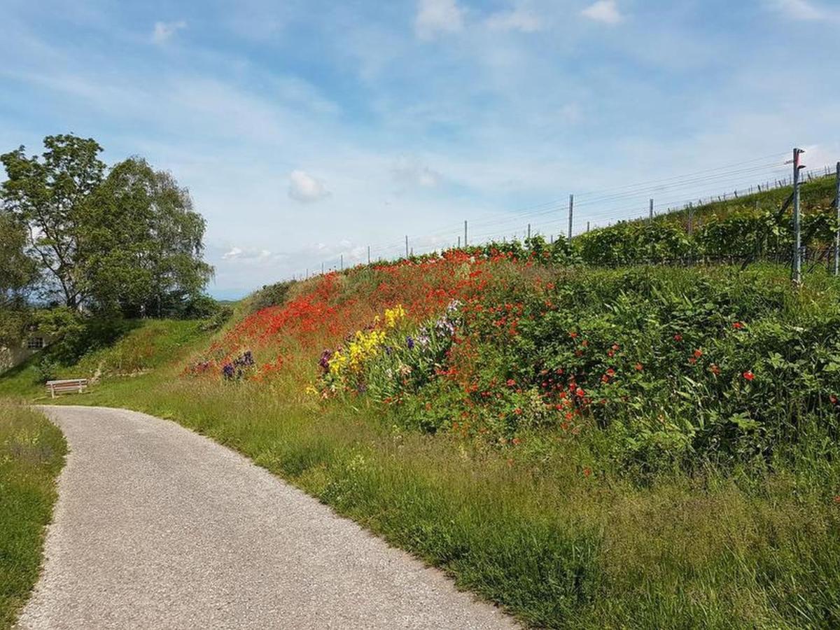 Feriendomizil Bergamini Apartment Bischoffingen ภายนอก รูปภาพ